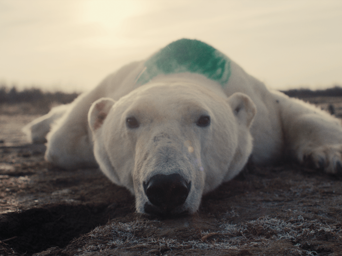 Heartland Film Festival 2026: Nuisance Bear Review